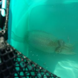 オリジナルメーカー海づり公園(市原市海づり施設) 釣果