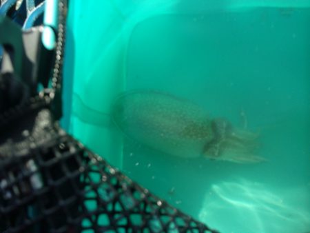 オリジナルメーカー海づり公園(市原市海づり施設) 釣果