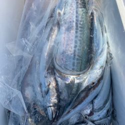 さんさん丸 釣果