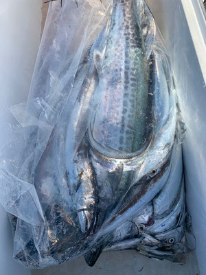 さんさん丸 釣果