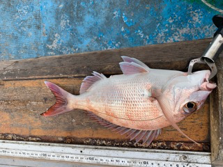 幸吉丸 釣果