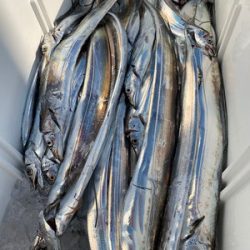 さんさん丸 釣果