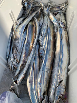 さんさん丸 釣果