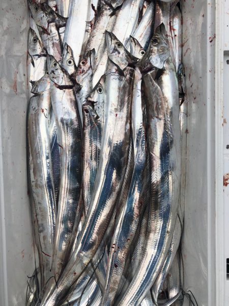 フィッシング キッタカ 釣果