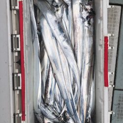 フィッシング キッタカ 釣果