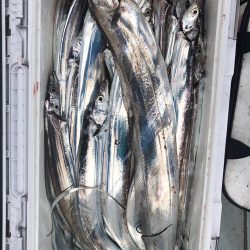 フィッシング キッタカ 釣果