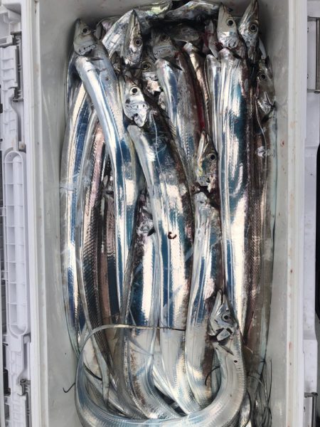 フィッシング キッタカ 釣果