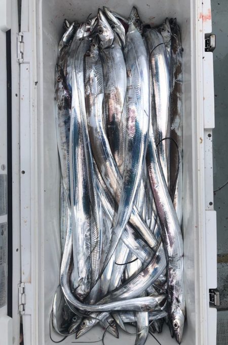 フィッシング　キッタカ 釣果