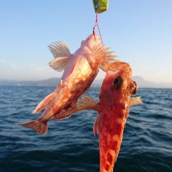 遊漁船　家入 釣果