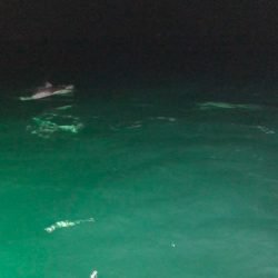 「LaGooN」蒼陽丸 日和号　 釣果