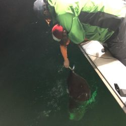 「LaGooN」蒼陽丸 日和号　 釣果