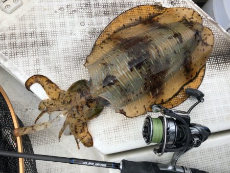 「LaGooN」蒼陽丸 日和号　 釣果