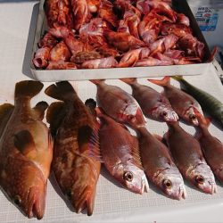 遊漁船 家入 釣果