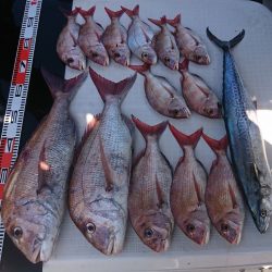 遊漁船　家入 釣果