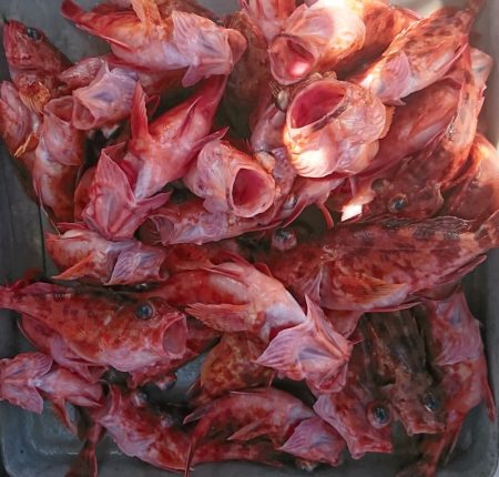 遊漁船　家入 釣果