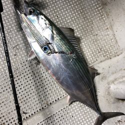 「LaGooN」蒼陽丸 日和号　 釣果