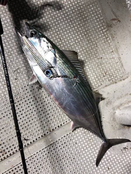 「LaGooN」蒼陽丸 日和号　 釣果