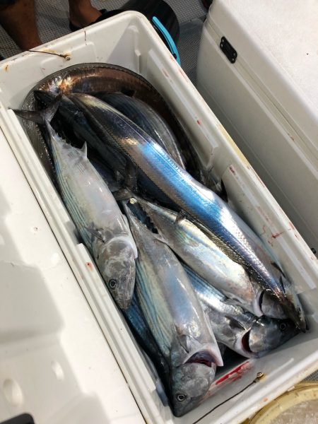 「LaGooN」蒼陽丸 日和号　 釣果