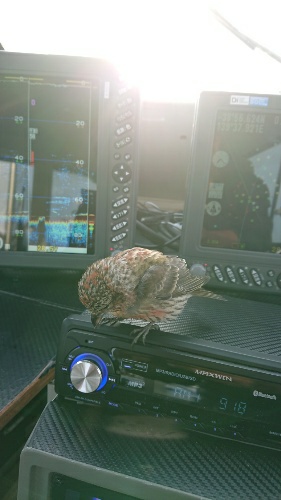 IDATEN（イダテン） 釣果