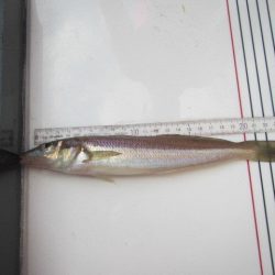 オリジナルメーカー海づり公園(市原市海づり施設) 釣果