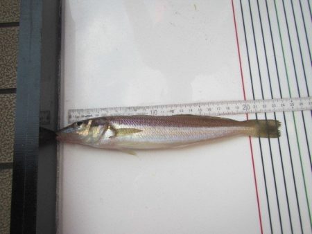 オリジナルメーカー海づり公園(市原市海づり施設) 釣果