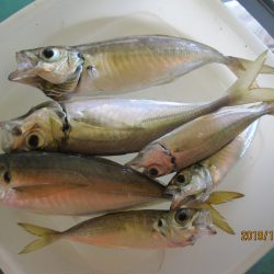 下関フィッシングパーク 釣果