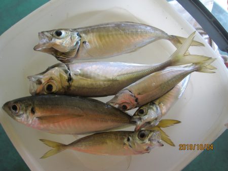 下関フィッシングパーク 釣果