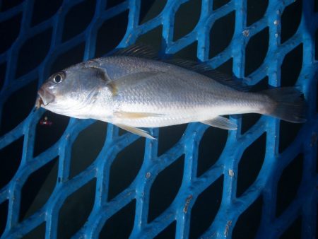 オリジナルメーカー海づり公園(市原市海づり…