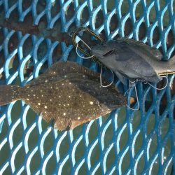 オリジナルメーカー海づり公園(市原市海づり施設) 釣果