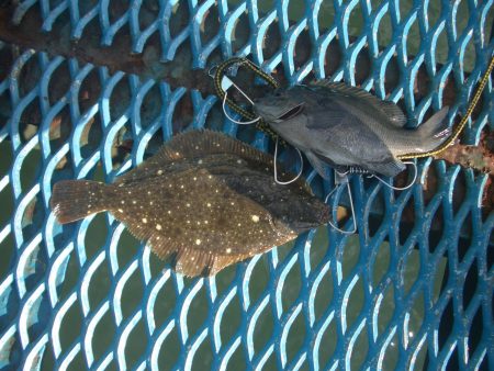 オリジナルメーカー海づり公園(市原市海づり施設) 釣果