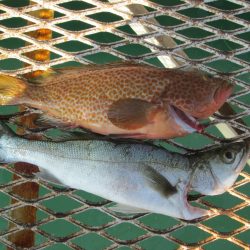 下関フィッシングパーク 釣果