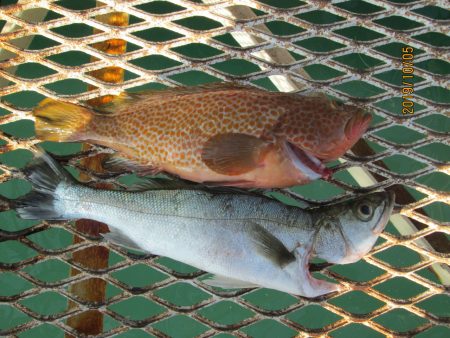 下関フィッシングパーク 釣果