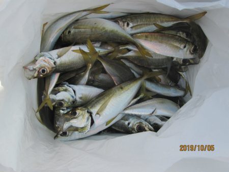 下関フィッシングパーク 釣果