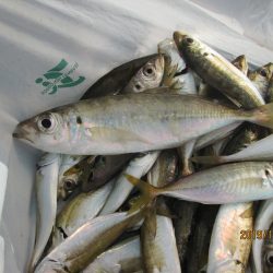 下関フィッシングパーク 釣果