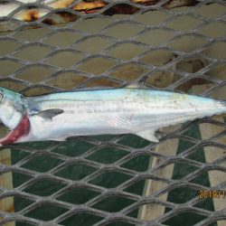 下関フィッシングパーク 釣果