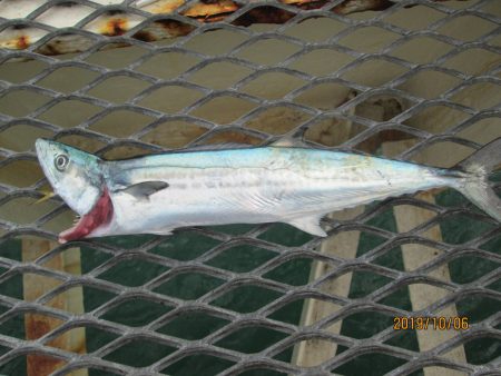 下関フィッシングパーク 釣果