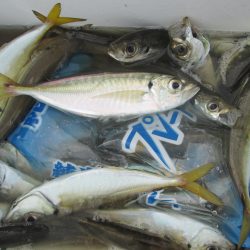 下関フィッシングパーク 釣果