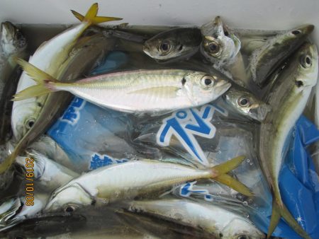 下関フィッシングパーク 釣果