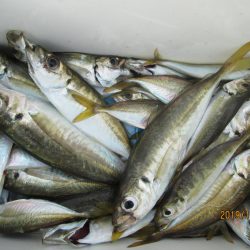 下関フィッシングパーク 釣果