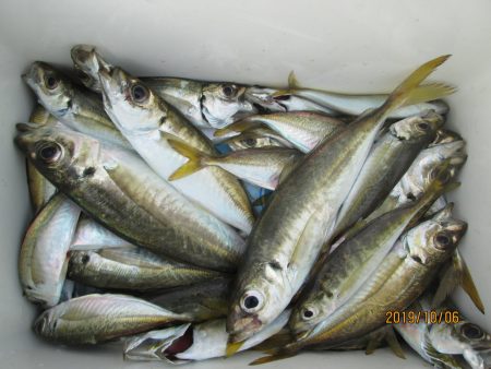 下関フィッシングパーク 釣果