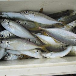 下関フィッシングパーク 釣果