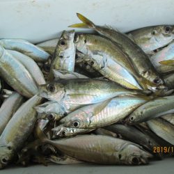 下関フィッシングパーク 釣果