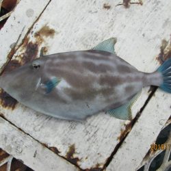 下関フィッシングパーク 釣果