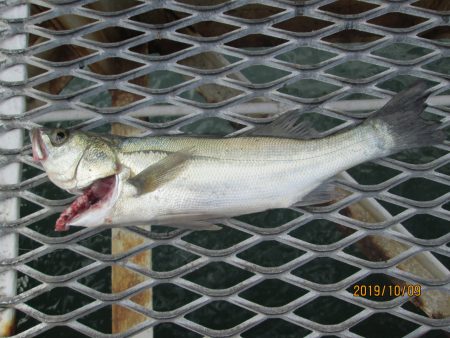 下関フィッシングパーク 釣果