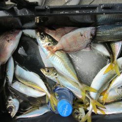 下関フィッシングパーク 釣果