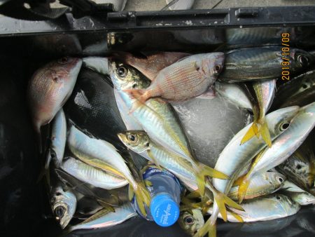 下関フィッシングパーク 釣果