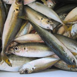 下関フィッシングパーク 釣果