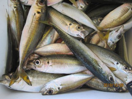 下関フィッシングパーク 釣果