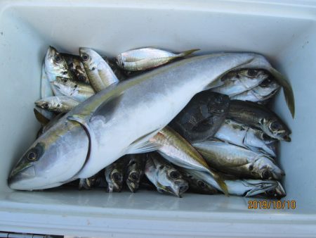 下関フィッシングパーク 釣果