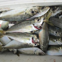 下関フィッシングパーク 釣果